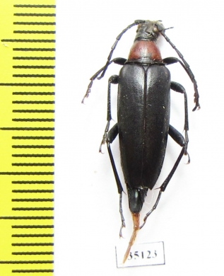 Macroleptura thoracica  Russia, Tver reg. - INSECTS-STORE.RU