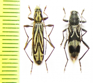 Hyashiclytus acutivittis, Chlorophorus motschulskyi  Russia, Far East - INSECTS-STORE.RU