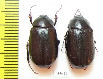 Holotrichia ernesti  Russia, Far East - INSECTS-STORE.RU