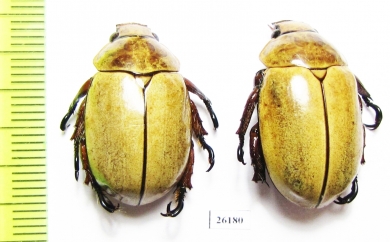 Rutelinae sp.  Costa Rica - INSECTS-STORE.RU