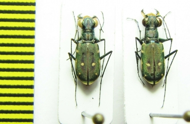 Cylindera discreata  Indonesia, Ceram isl. - INSECTS-STORE.RU