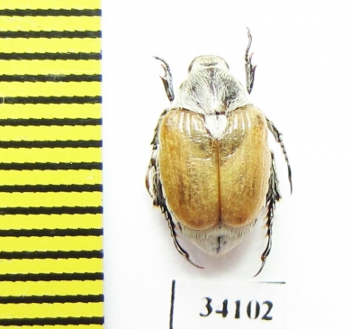 Pharaonus lederi  Tajikistan - INSECTS-STORE.RU