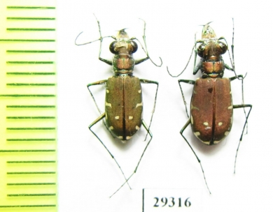 Calomera fischeri ssp., pair  Iran, Sistan prov. - INSECTS-STORE.RU