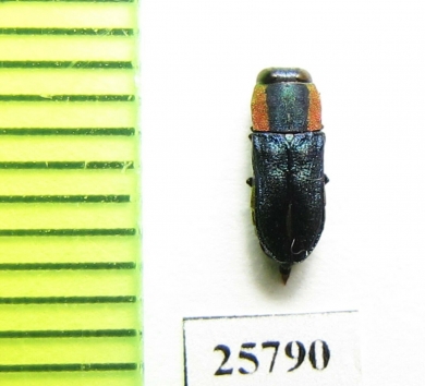 Anthaxia sp.  South Africa Rep. - INSECTS-STORE.RU