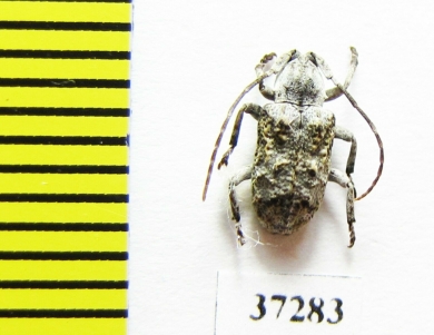 Cerambycidae sp.  South Africa Rep. - INSECTS-STORE.RU