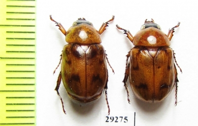 Cyclocephala diluta, male  French Guiana - INSECTS-STORE.RU