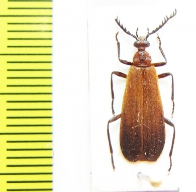 Pyrochroidae sp.  Malaysia - INSECTS-STORE.RU