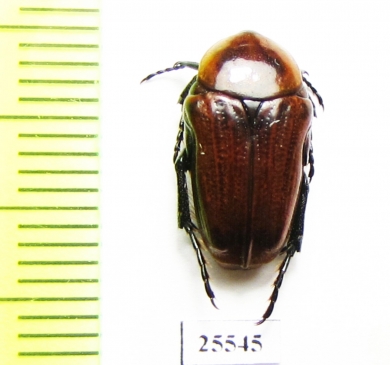 Leucocelis rubra  South Africa Rep. - INSECTS-STORE.RU