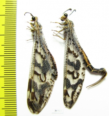 Myrmeleontidae sp., pair  Namibia - INSECTS-STORE.RU