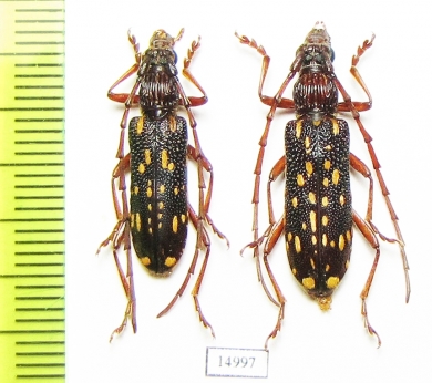 Xoanodera maculata  Laos - INSECTS-STORE.RU