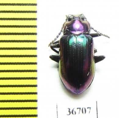 Tenebrionidae sp.  Malaysia, Borneo - INSECTS-STORE.RU