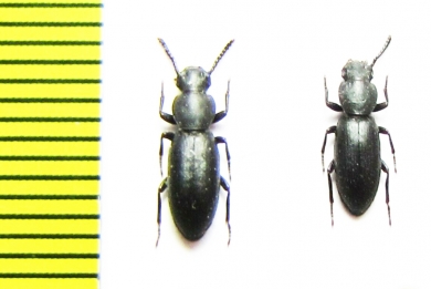 Hyperops unicolor  Sri Lanka - INSECTS-STORE.RU