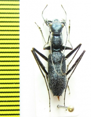 Pogonostoma rugosoglabrum  Madagascar - INSECTS-STORE.RU