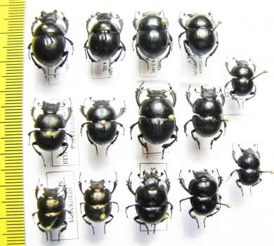 Lethrus nuratavicus, elisae, inermis, microbuccis, pygmaeus, bituberculatus, tuberculifrons - INSECTS-STORE.RU