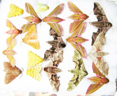 Lepidoptera sp.  Russia, Tver reg. - INSECTS-STORE.RU