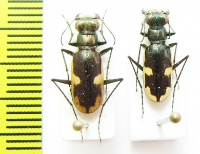 Hypaetha biramosa ssp.  Sri Lanka - INSECTS-STORE.RU