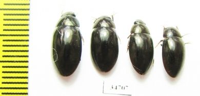 Hydrophilidae sp.  Ethiopia - INSECTS-STORE.RU