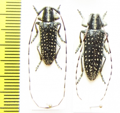 Agapanthia irrorata, pair  Spain - INSECTS-STORE.RU