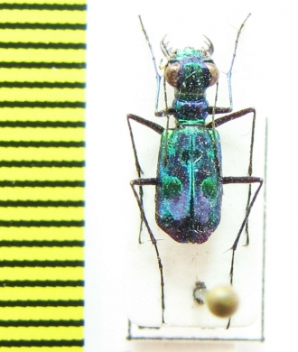 Cylindera versicolor  Indonesia, Sumatra - INSECTS-STORE.RU