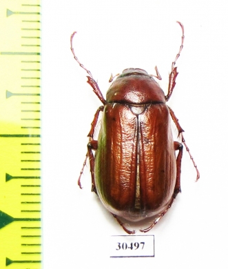 Holotrichia sichotana  Russia, Far East - INSECTS-STORE.RU