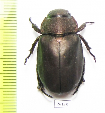 Spodochlamys sp.  Costa Rica - INSECTS-STORE.RU