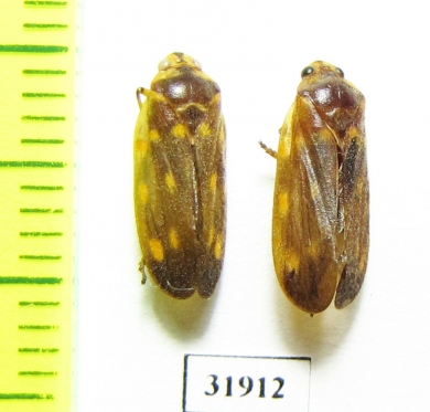 Homoptera sp.  Panama - INSECTS-STORE.RU