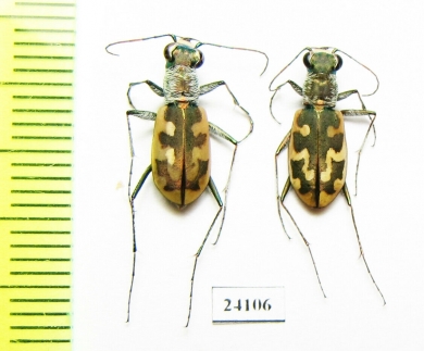 Cephalota zarudniana, pair  Iran, Sistan prov. - INSECTS-STORE.RU