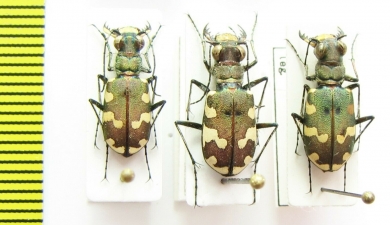 Cicindela transbaicalica  Russia, Far East - INSECTS-STORE.RU