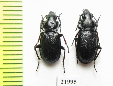 Pterostichus vermiculosus  Russia, Taimyr - INSECTS-STORE.RU
