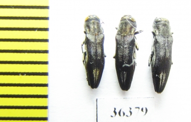 Agrilus sp.  Russia, Voronezh reg. - INSECTS-STORE.RU