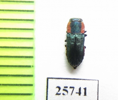 Anthaxia sp.  South Africa Rep. - INSECTS-STORE.RU