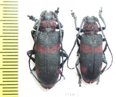 Ceroplesis hottentotta  South Africa Rep. - INSECTS-STORE.RU