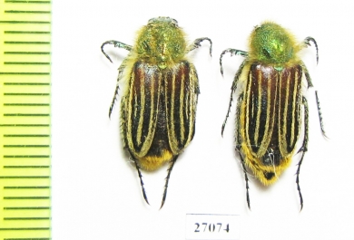 Eulasia sp.  Turkey - INSECTS-STORE.RU