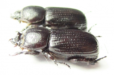 Phileurini sp., pair  Panama - INSECTS-STORE.RU