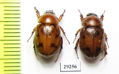 Cyclocephala diluta, pair  French Guiana - INSECTS-STORE.RU