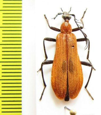 Pyrochroidae sp.  Vietnam - INSECTS-STORE.RU