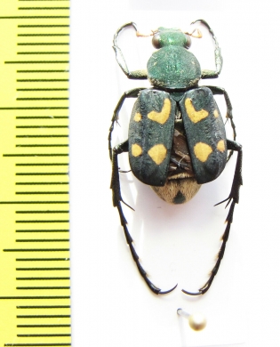 Epitrichius bowringi  China, Guangxi prov. - INSECTS-STORE.RU