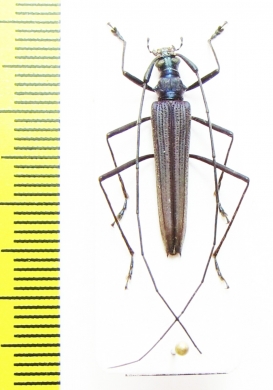 Noemia sp.  Malaysia, Borneo - INSECTS-STORE.RU