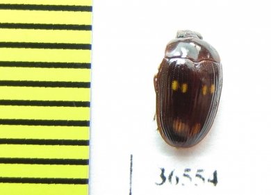 Tenebrionidae sp.  Malaysia, Borneo - INSECTS-STORE.RU