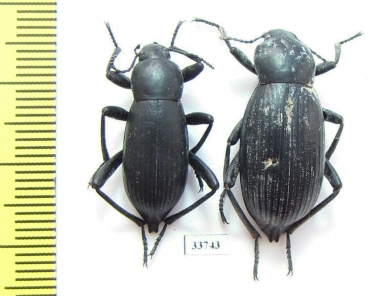 Blaps nitens glebmedvedevi, pair  Morocco - INSECTS-STORE.RU