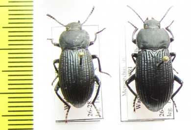 Menearchus sp.  Sri Lanka - INSECTS-STORE.RU