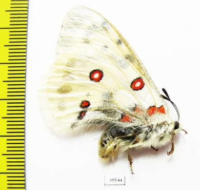 Parnassius actius democratus  Russia, Ural reg. - INSECTS-STORE.RU