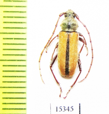 Crossidius suturalis intermedius  USA - INSECTS-STORE.RU