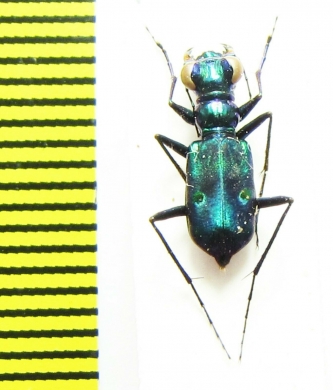 Cylindera versicolor  Indonesia, Sumatra - INSECTS-STORE.RU