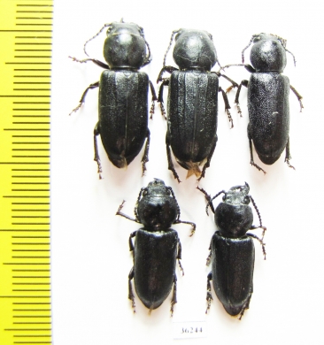 Spondylus buprestoides  Russia, Tver reg. - INSECTS-STORE.RU