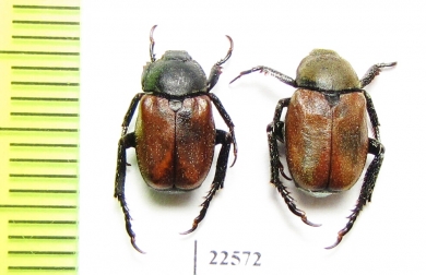 Hoplia argentea  Italy - INSECTS-STORE.RU