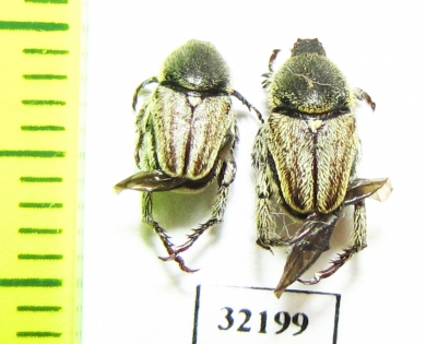 Hopliini sp.  South Africa Rep. - INSECTS-STORE.RU