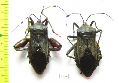 Hemiptera sp., pair  Peru - INSECTS-STORE.RU