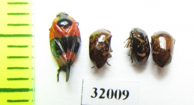 Homoptera sp.  Peru - INSECTS-STORE.RU
