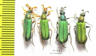 Cerocoma schreberi, pair  Russia, Voronezh reg. - INSECTS-STORE.RU